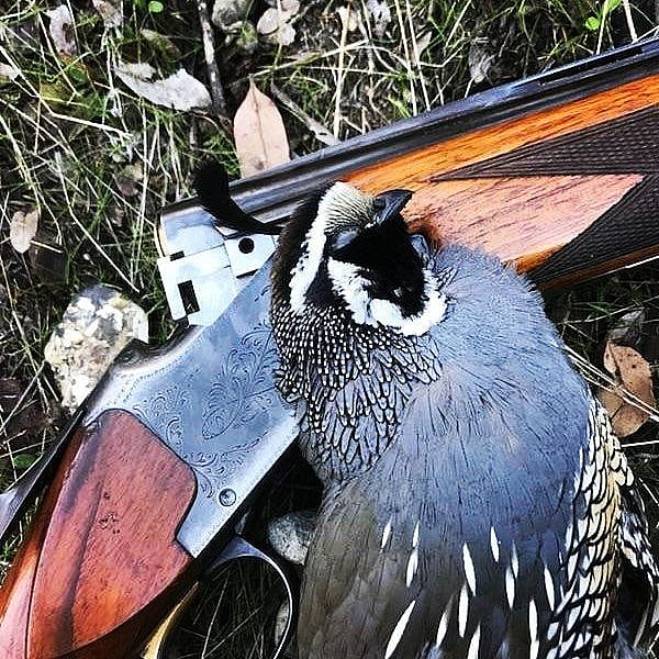 quail hunting trip