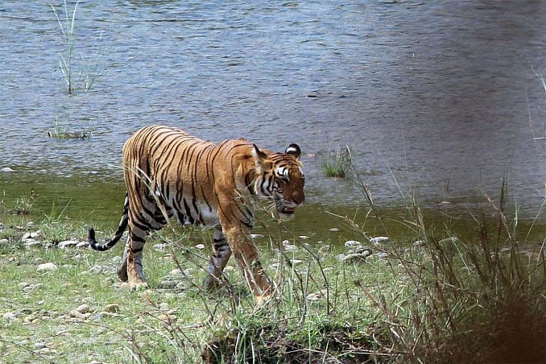 5 Day Bardia Jungle Safari Tour In Nepal Outguided