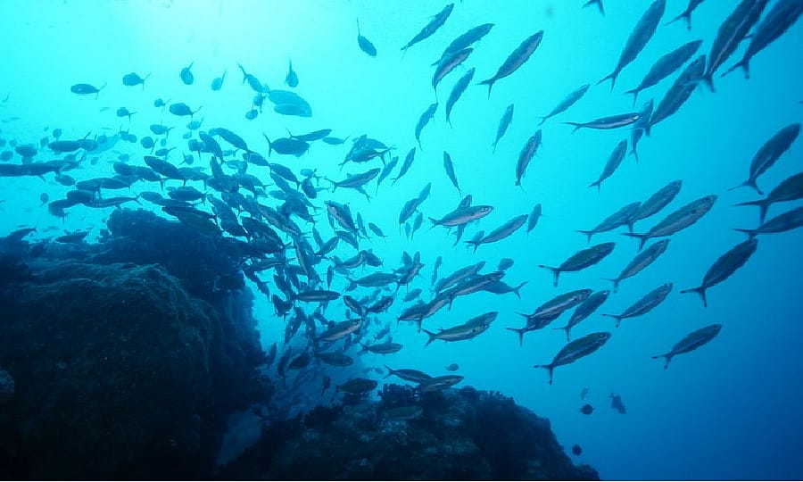 Scuba Diving in Sri Lanka Beginner to Expert Outguided