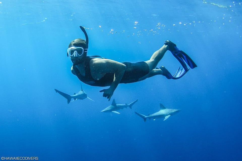 2 Hour Trip Free Diving with Sharks in Hawaii Outguided