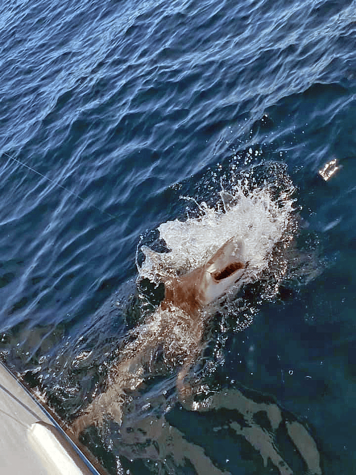 Spend the Day Shark Fishing on the Gulf of Mexico | Outguided