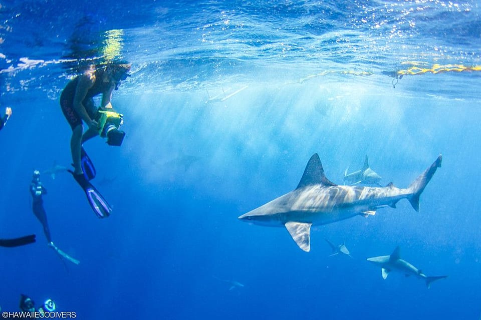 2 Hour Trip Free Diving with Sharks in Hawaii Outguided