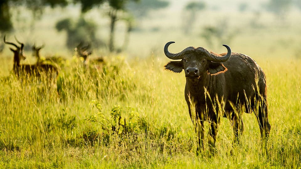 The Big 5 Tanzania Adventure Safari | Outguided